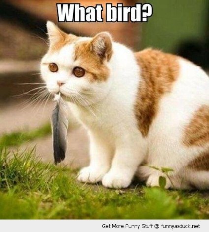 funny-what-bird-cat-feather-mouth-pics