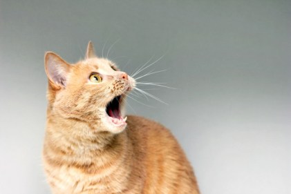 surprised-cat-amazement-cat-open-your-mouth-surprise-extreme-degree-surprise-frightened-cat-be-shock-stupor_116815-404